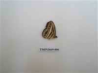 藏品(眼蝶科)的圖片